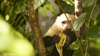 Capuchin monkey eating banana (Greenleaf, near Drakes Bay, Osa Peninsula)